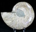 Agatized Ammonite Fossil (Half) #21270-1